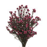 Vickerman Cotton Phylica Flower Bundle, Preserved, Erika Pink