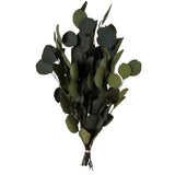 Vickerman Natural Botanicals 18-20" x 8" Eucalyptus Populus, 100 grams, Green, Each