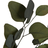 Vickerman Natural Botanicals 18-20" x 8" Eucalyptus Populus, 100 grams