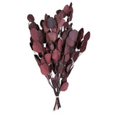 Vickerman Natural Botanicals 18-20" x 8" Eucalyptus Populus, 100 grams, Red, Each