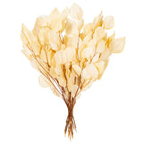 Vickerman Natural Botanicals 18-20" x 8" Eucalyptus Populus, 100 grams, Bleached, 3.5 oz