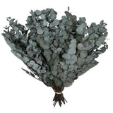 Vickerman Natural Botanicals 18-20" x 9" Eucalyptus Spiral, 100 grams, 1 lb