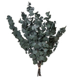 Vickerman Natural Botanicals 18-20" x 9" Eucalyptus Spiral, 100 grams, Each