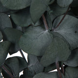 Vickerman Natural Botanicals 18-20" x 9" Eucalyptus Spiral, 100 grams