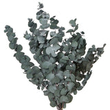 Vickerman Natural Botanicals 18-20" x 9" Eucalyptus Spiral, 100 grams