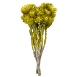 Vickerman 13-14" Natural Everlasting Flowers, Dried, Basil