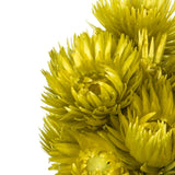 Vickerman 13-14" Natural Everlasting Flowers, Dried