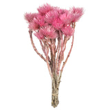 Vickerman 13-14" Natural Everlasting Flowers, Dried, Light Pink