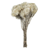 Vickerman 13-14" Natural Everlasting Flowers, Dried, Natural White