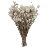 Everlasting Flower Stem, 14" x 5"