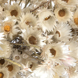 Everlasting Flower Stem
