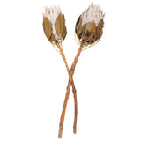 Vickerman 11-13" Blush King Protea Stem, Dried, 11-13"