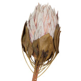 Vickerman 11-13" Blush King Protea Stem, Dried