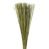 Vickerman Marsh Reed Bundle, Basil