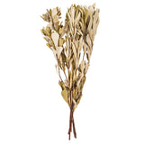 Vickerman 20-24" Natural Dried Mealy Banksia Foliage Bunch, Natural