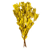 Vickerman 20-24" Natural Dried Mealy Banksia Foliage Bunch, Basil