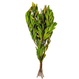 Vickerman 20-24" Natural Dried Mealy Banksia Foliage Bunch, Dark Green
