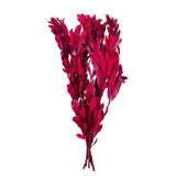 Vickerman 20-24" Natural Dried Mealy Banksia Foliage Bunch, Raspberry
