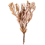 Vickerman 20-24" Natural Dried Mealy Banksia Foliage Bunch, Dusty Rose