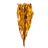Vickerman 20-24" Natural Dried Mealy Banksia Foliage Bunch, Aspen Gold