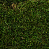 Vickerman Sheet Moss, Preserved