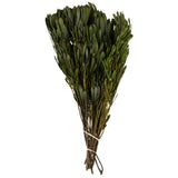 Vickerman 18-24" Platys Foliage Bundle, Preserved, Oasis Green