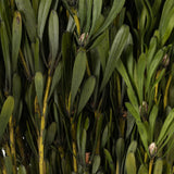 Vickerman 18-24" Platys Foliage Bundle, Preserved