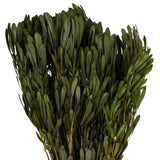 Vickerman 18-24" Platys Foliage Bundle, Preserved