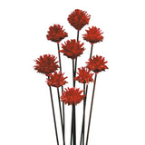 Vickerman 20" Plumosum Head attached to a Brown Stem, Dried, Red