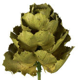 Vickerman 8" Queen Flower Stem, Dried