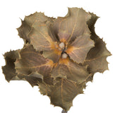 Vickerman Natural Botanicals 14" x 6" Queen Flower Small 2 heads