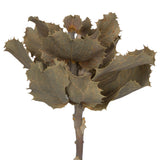 Vickerman Natural Botanicals 14" x 6" Queen Flower Small 2 heads