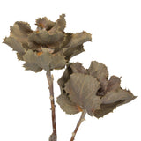 Vickerman Natural Botanicals 14" x 6" Queen Flower Small 2 heads