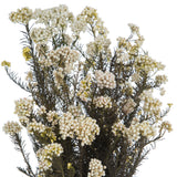 Vickerman 16" Rice FlowerPreserved