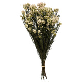 Vickerman 16" Rice FlowerPreserved, Blush