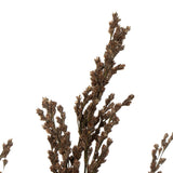 Vickerman Green Reed Grass Bundle
