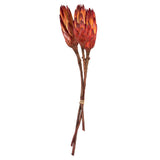 Vickerman 8-12" Repens on a Natural Stem, Dried, 8-12"