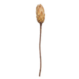 Vickerman 14" Repens on Natural Stem, Dried, Cream