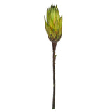 Vickerman 14" Repens on Natural Stem, Dried, Basil