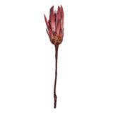 Vickerman 14" Repens on Natural Stem, Dried, Erika Pink