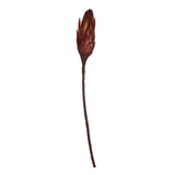 Vickerman 14" Repens on Natural Stem, Dried, Red