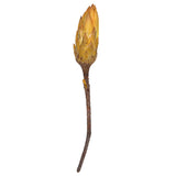 Vickerman 14" Repens on Natural Stem, Dried, Yellow