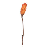 Vickerman 14" Repens on Natural Stem, Dried, Nectarine