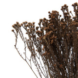Vickerman Natural Botanicals 19" x 4" Staavia, 100 grams