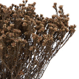 Vickerman Natural Botanicals 19" x 4" Staavia, 100 grams