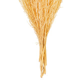Vickerman 18" Natural Dried Bleached Stoebe Bunch