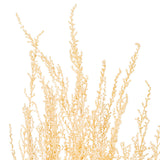 Vickerman 18" Natural Dried Bleached Stoebe Bunch