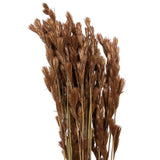 Vickerman Natural Botanicals 33" x 5" Thatch Reed 100 grams