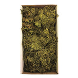 Vickerman Green Wolf Lichen Tray, Preserved, Tray