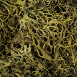 Vickerman Green Wolf Lichen Tray, Preserved